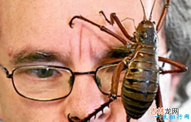 世界上最大的昆虫排名 日本大黄蜂以4.6厘米长排第二！