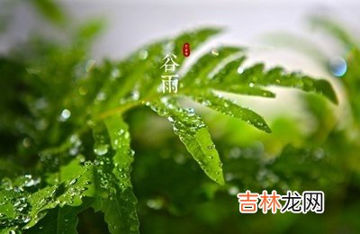 谷雨节气简介，属狗出生在谷雨节气的人是什么样的命运？
