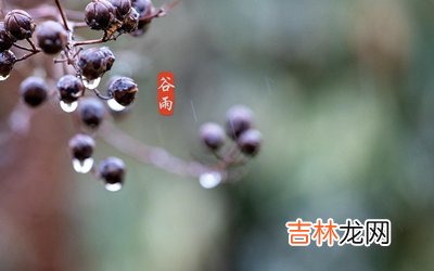 谷雨节气简介，属狗出生在谷雨节气的人是什么样的命运？
