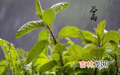 2020属鼠谷雨出生人命运如何？谷雨出生是纯阴命吗？