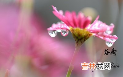 2020谷雨是几月几日？谷雨节气出生的男孩命运顺不顺？