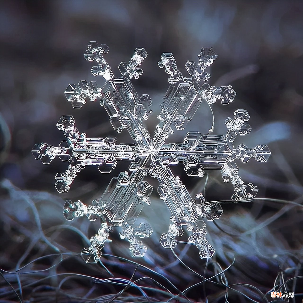 雪花的形状图片 雪花的形状设计