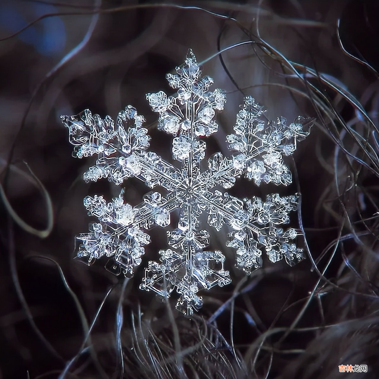 雪花的形状图片 雪花的形状设计