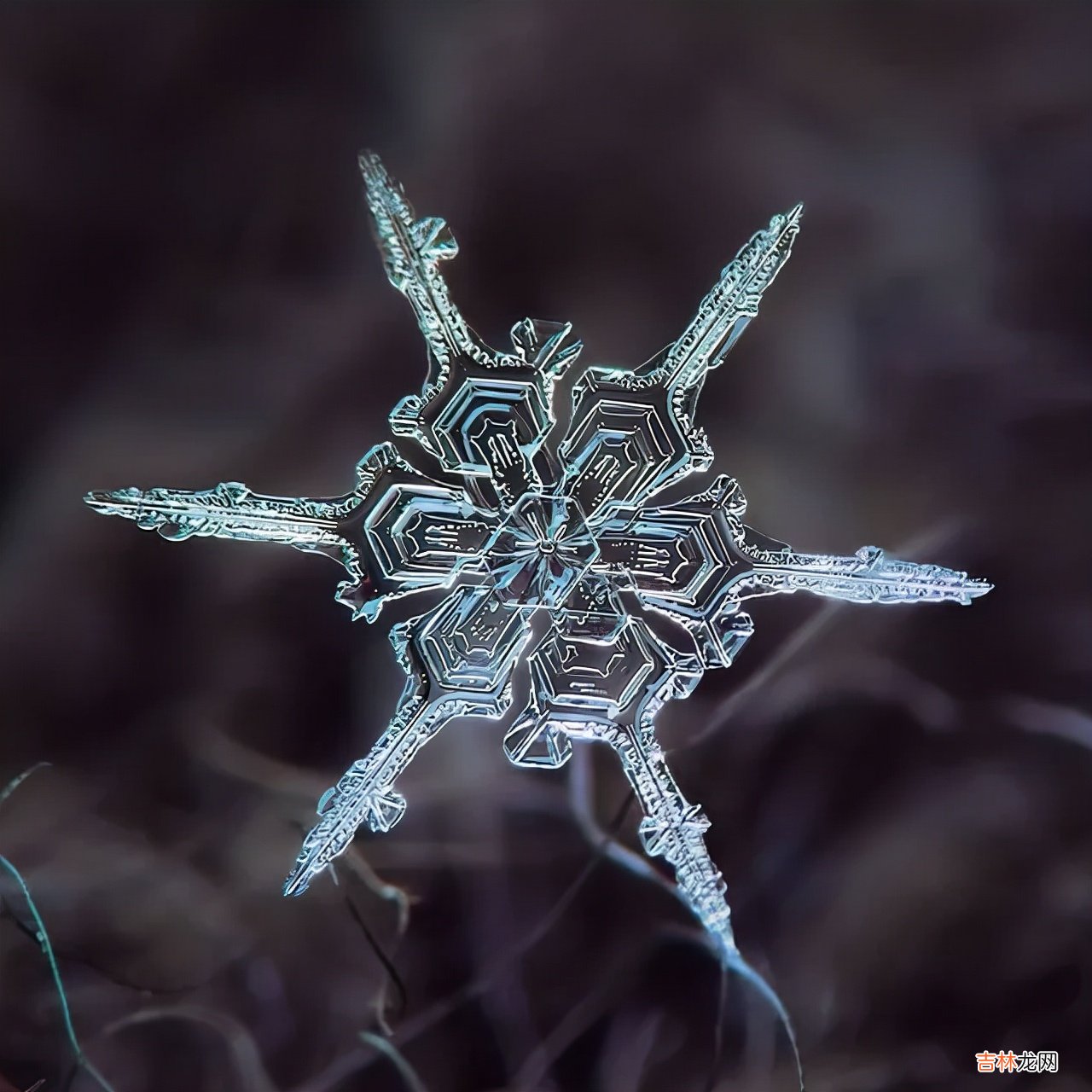 雪花的形状图片 雪花的形状设计