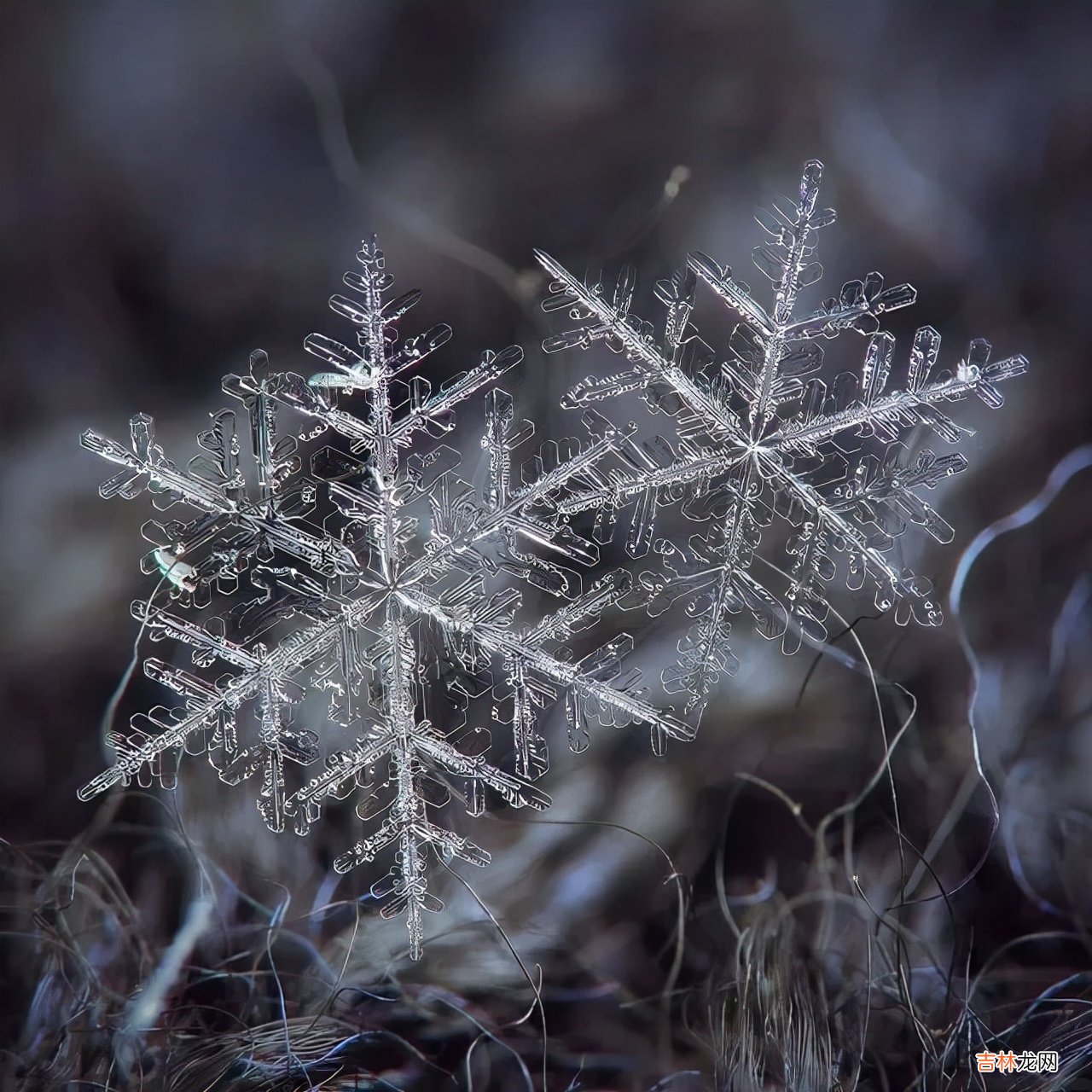 雪花的形状图片 雪花的形状设计