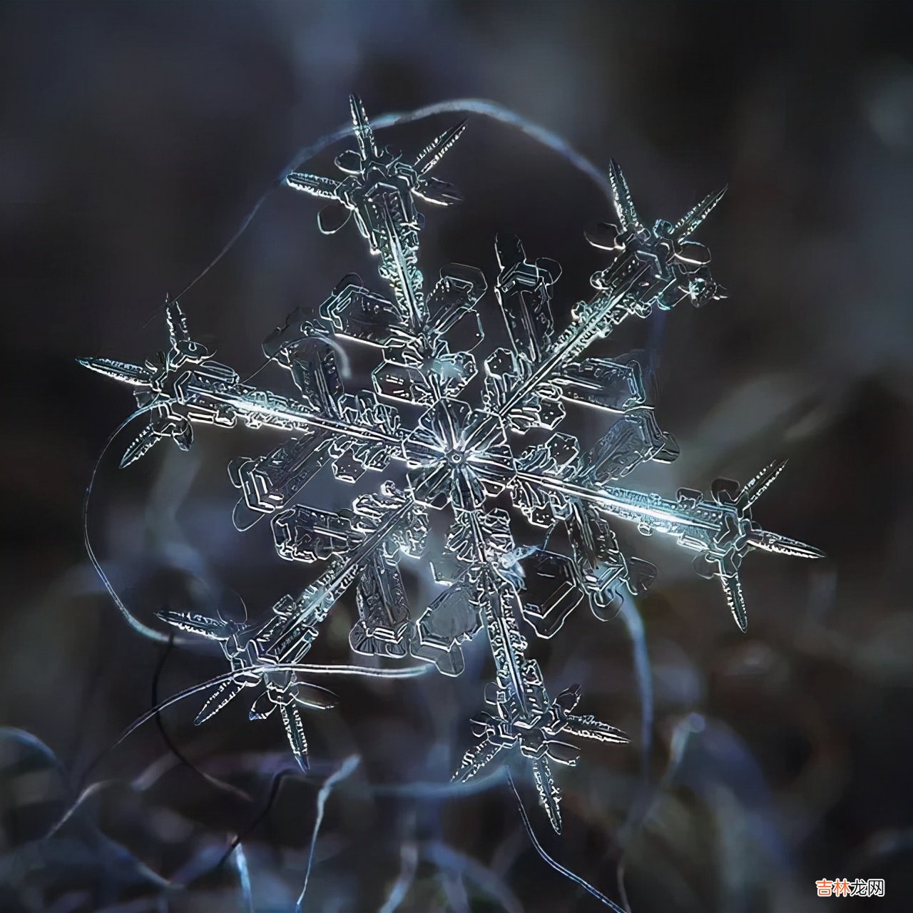 雪花的形状图片 雪花的形状设计