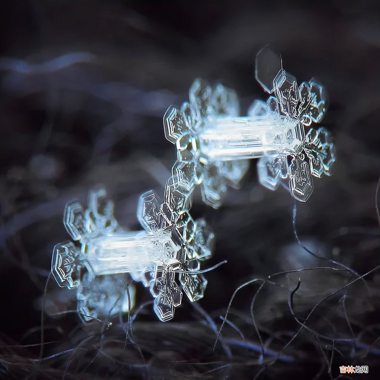 雪花的形状图片 雪花的形状设计