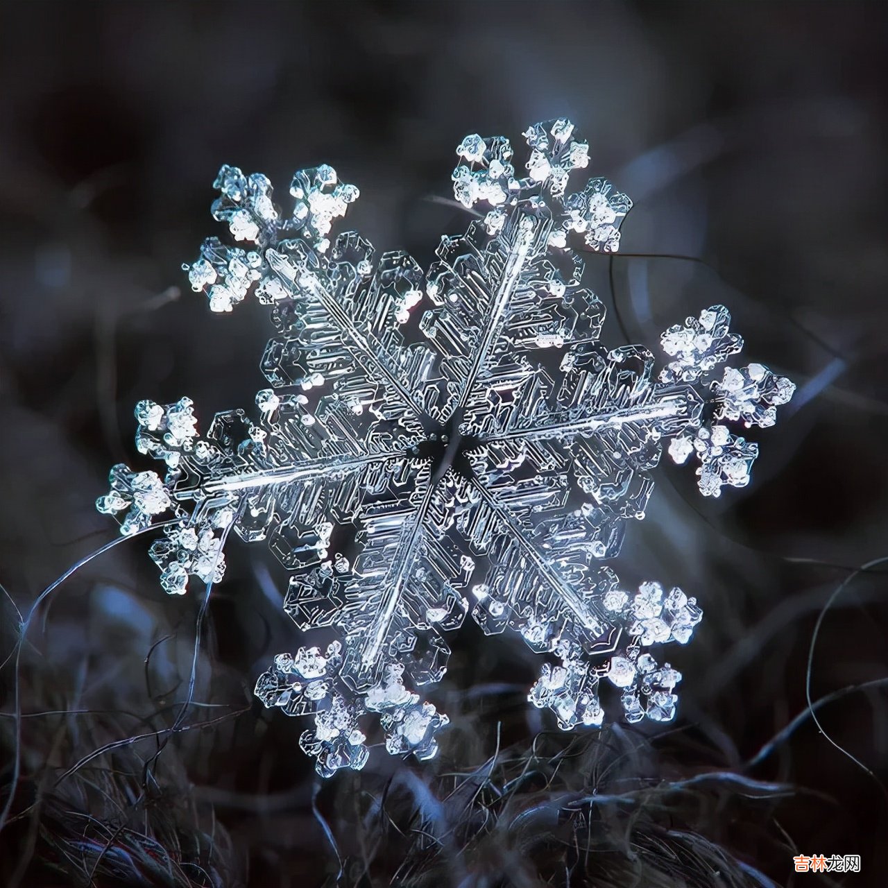 雪花的形状图片 雪花的形状设计