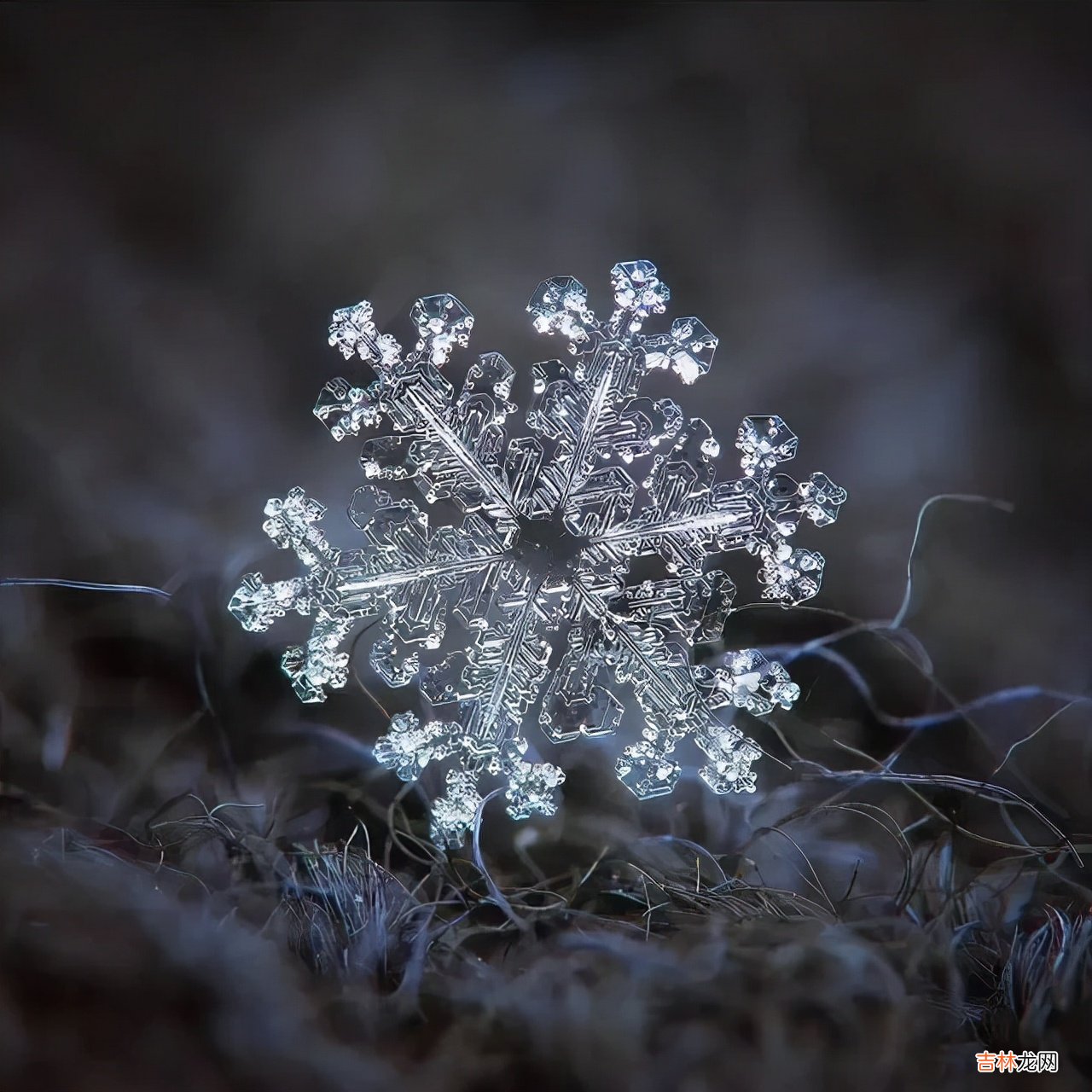 雪花的形状图片 雪花的形状设计