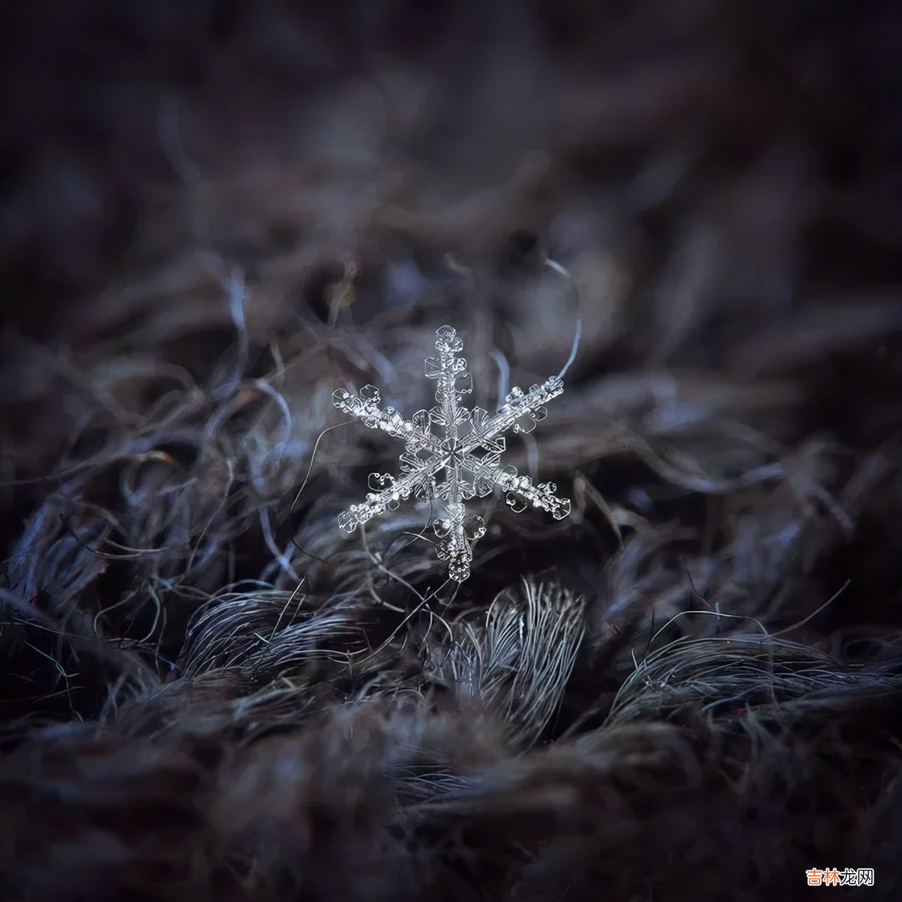雪花的形状图片 雪花的形状设计