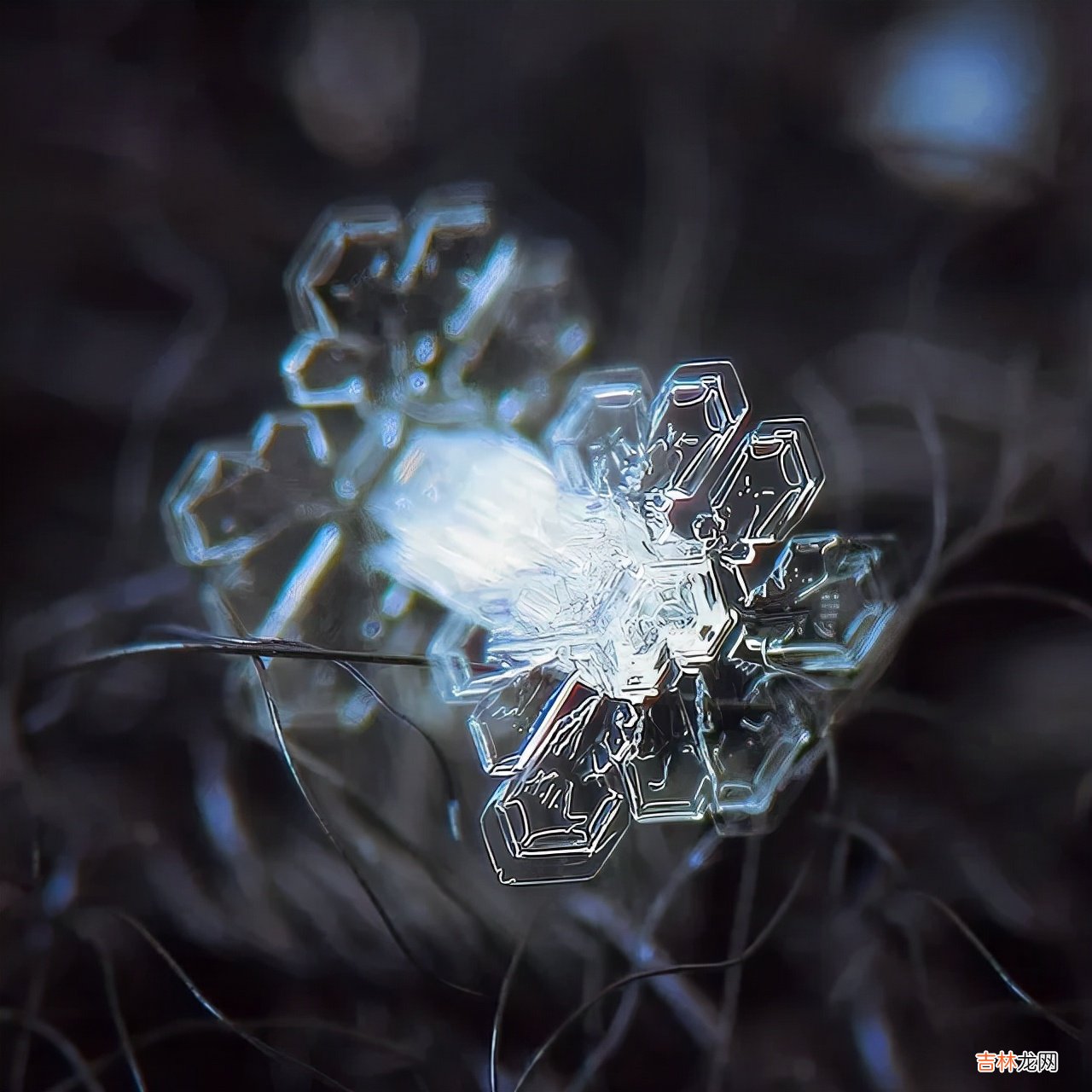 雪花的形状图片 雪花的形状设计