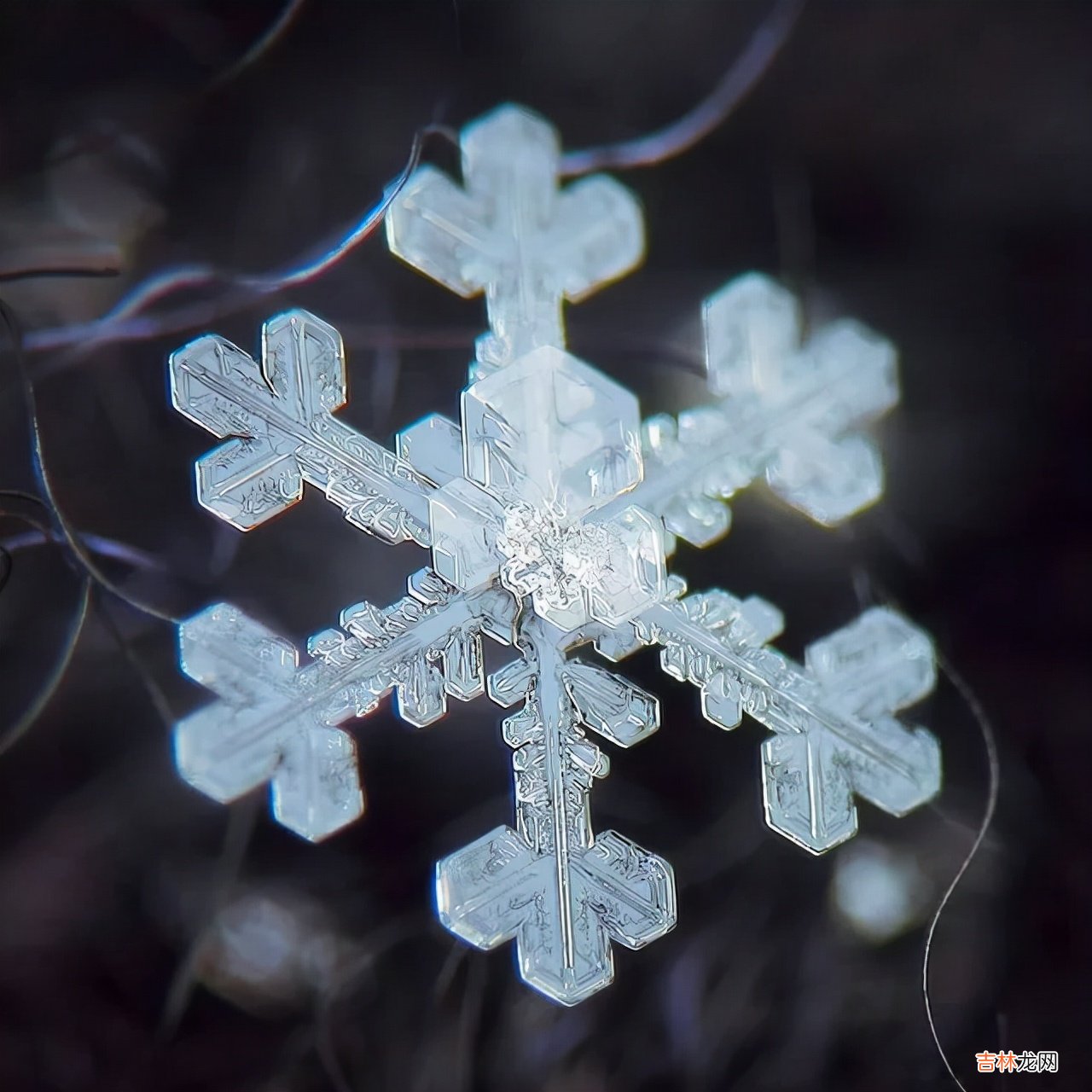 雪花的形状图片 雪花的形状设计