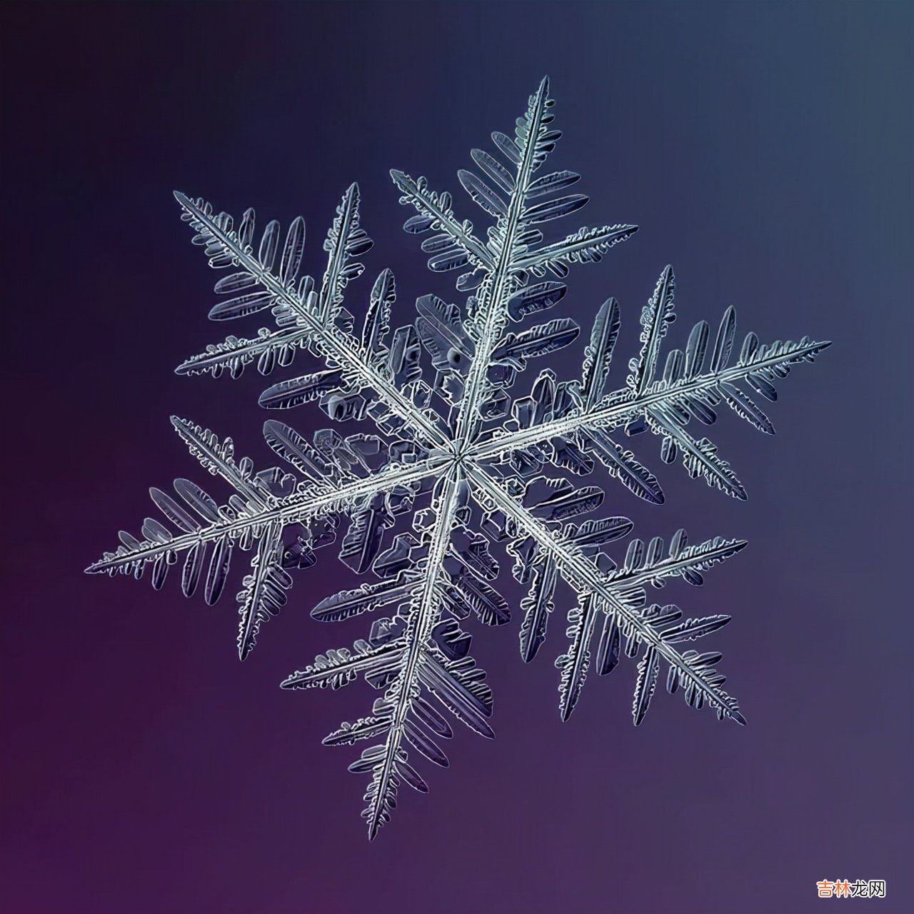 雪花的形状图片 雪花的形状设计