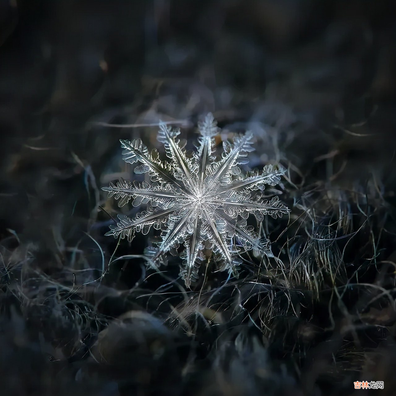 雪花的形状图片 雪花的形状设计