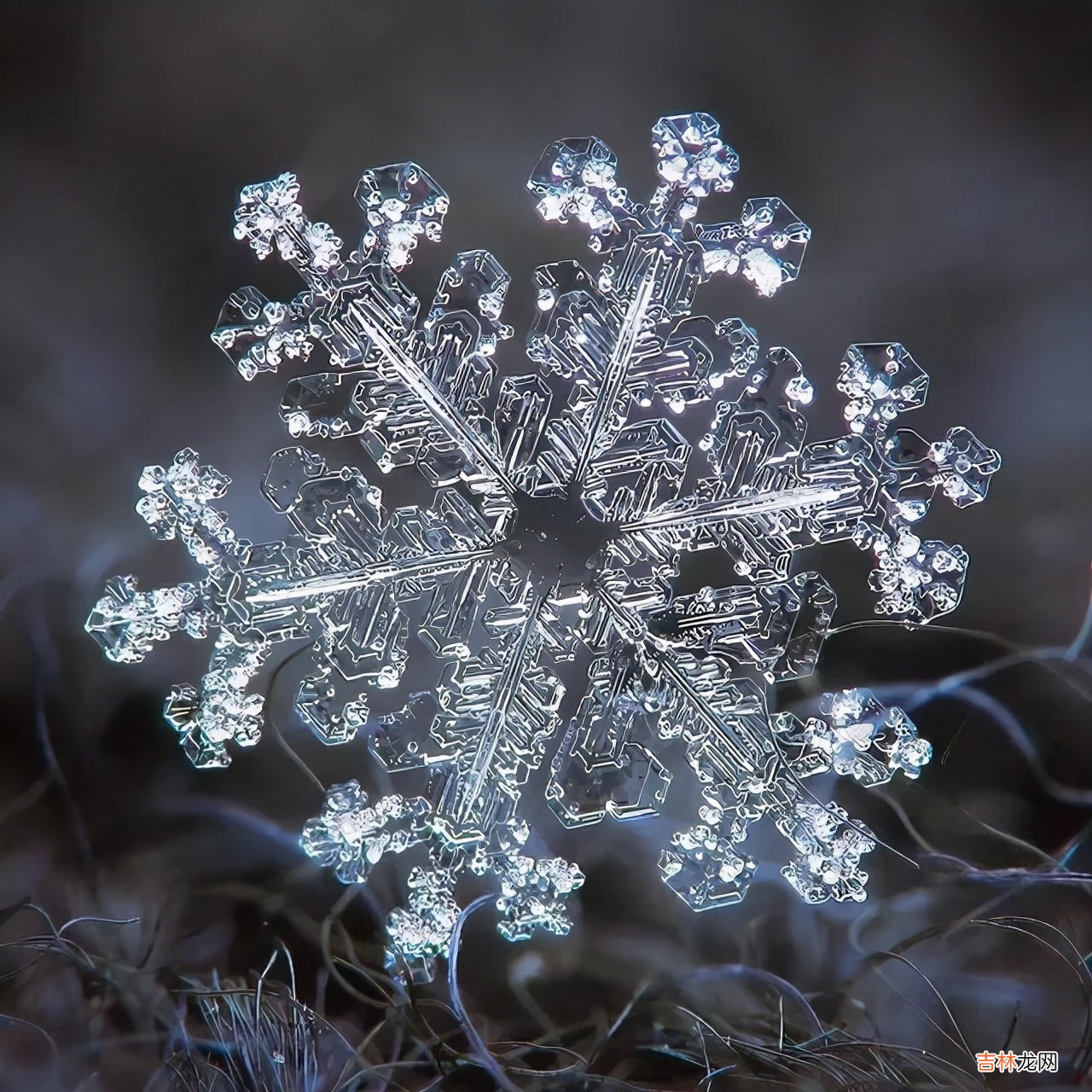 雪花的形状图片 雪花的形状设计