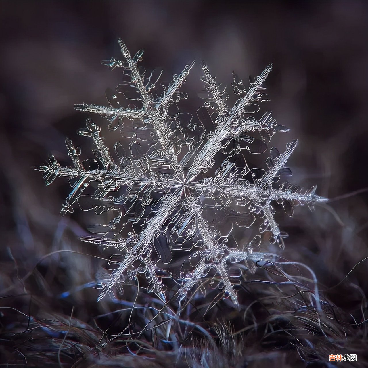 雪花的形状图片 雪花的形状设计