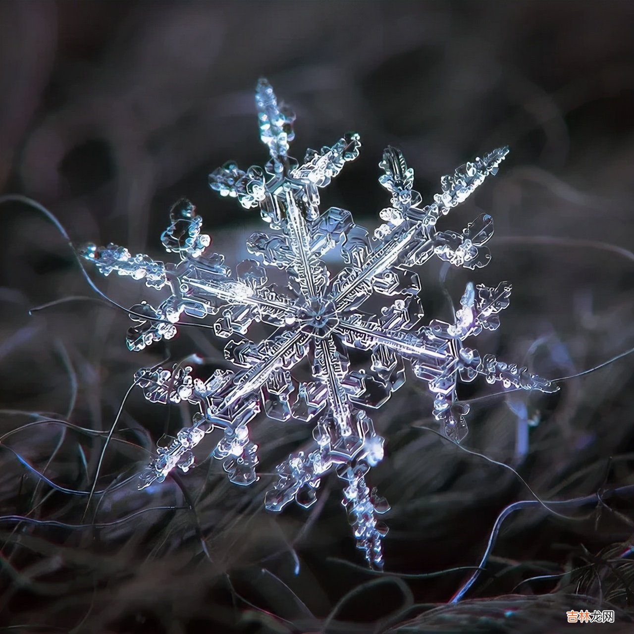 雪花的形状图片 雪花的形状设计