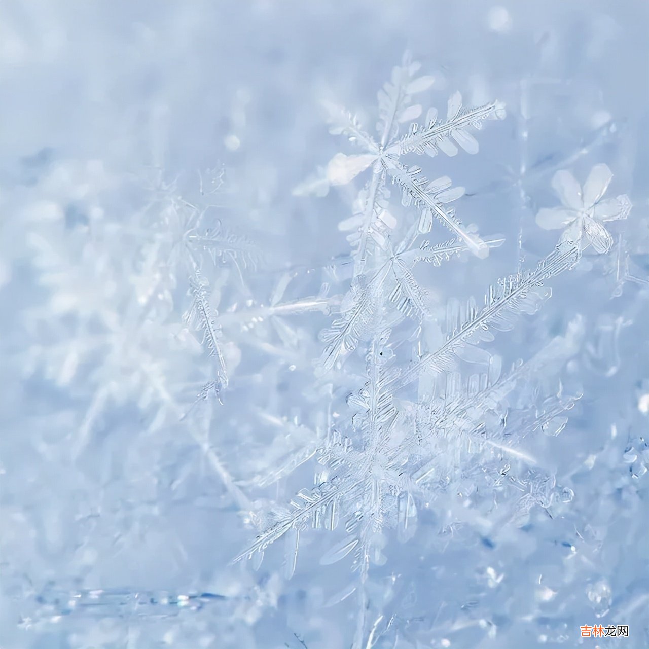 雪花的形状图片 雪花的形状设计