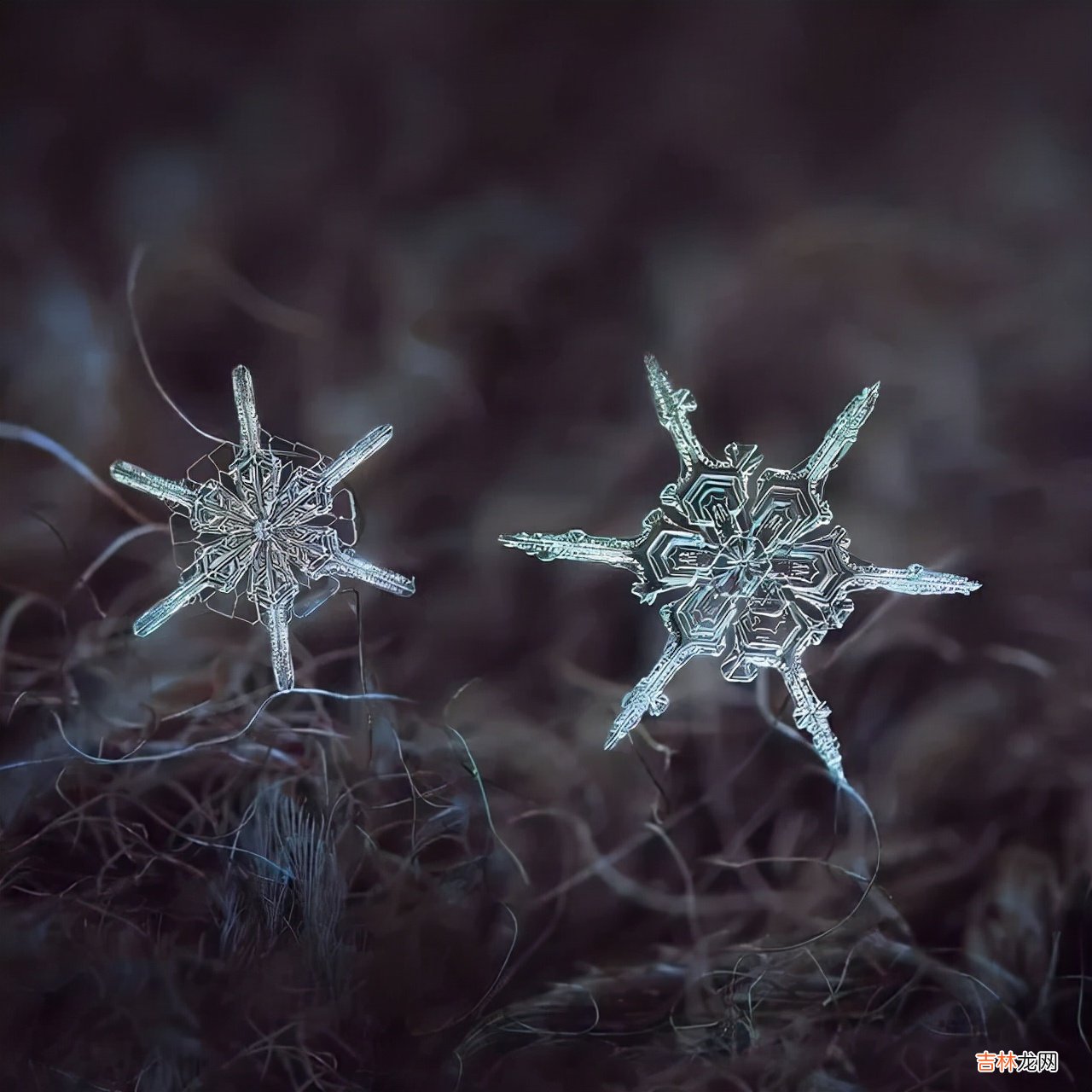雪花的形状图片 雪花的形状设计