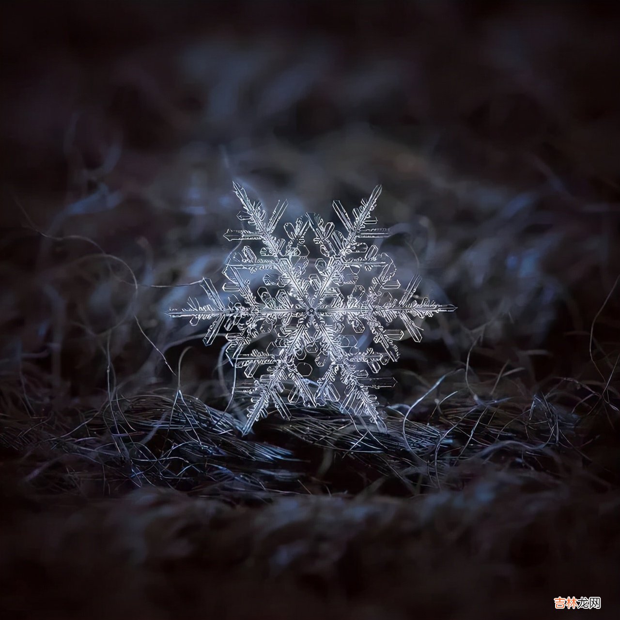 雪花的形状图片 雪花的形状设计