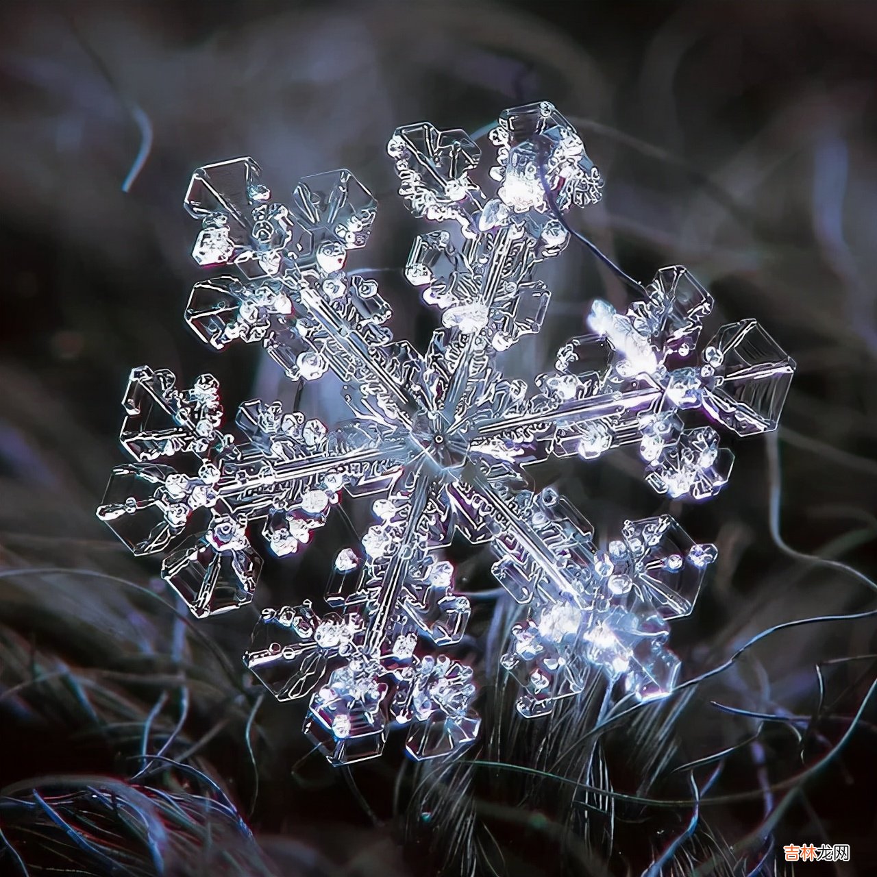雪花的形状图片 雪花的形状设计