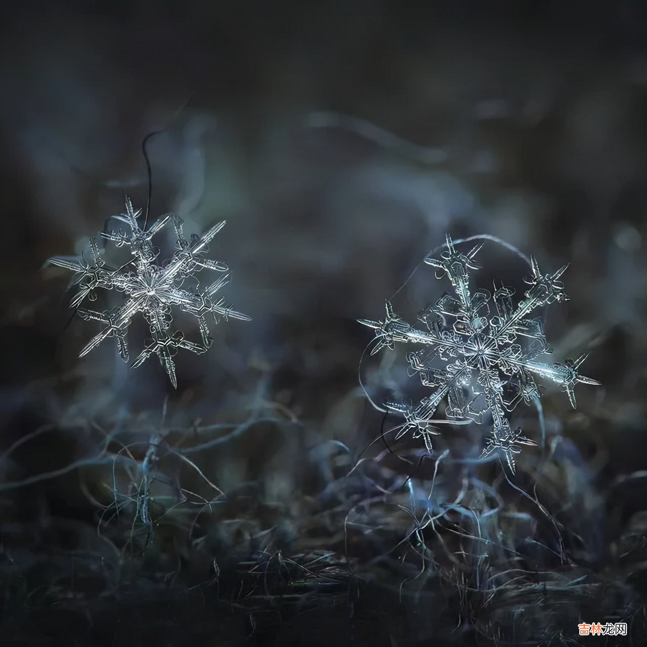 雪花的形状图片 雪花的形状设计