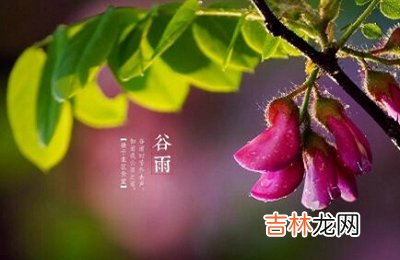 不同年份谷雨节气出生的属兔人命运如何？谷雨注意事项