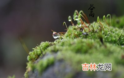 谷雨来历，生肖属猪出生在谷雨节气的人是不是命很不好？