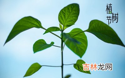 属猪的人出生在3月12日植树节命运顺不顺？