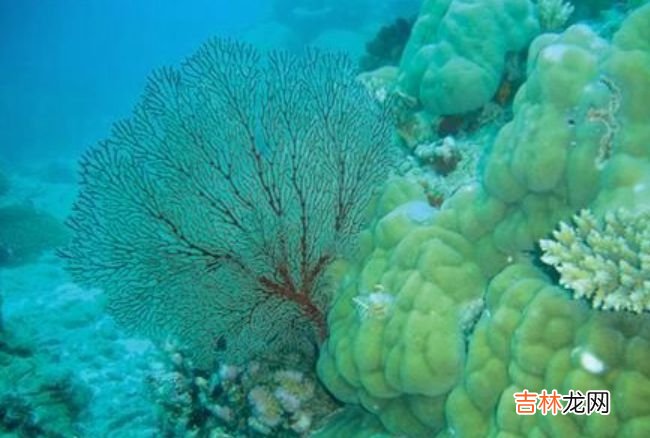 全球三大生态系统 排在第一的是海洋