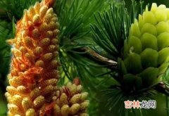 松花粉是什么-松花粉的副作用