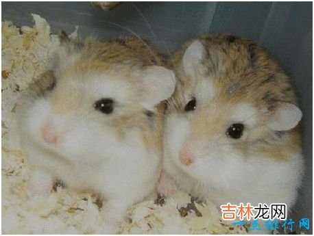 世界上最可爱的鼠类，不仅外形讨喜，行为也很有趣
