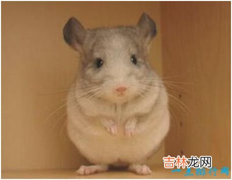 世界上最可爱的鼠类，不仅外形讨喜，行为也很有趣