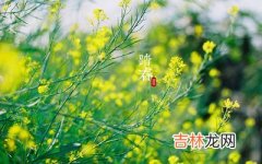 2020庚子鼠年清明卯时出生的宝宝命好不好，五行分析