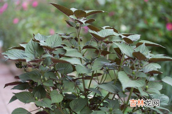 什么人不能吃苏子叶