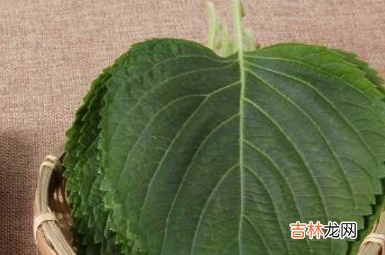 什么人不能吃苏子叶