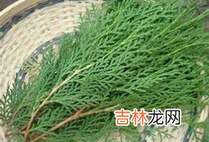 侧柏叶的功效与作用 侧伯叶酒的制作方法