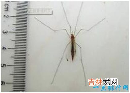 世界上最大的蚊子，华丽巨蚊体长3.5厘米，不吸血却爱吃其他蚊虫