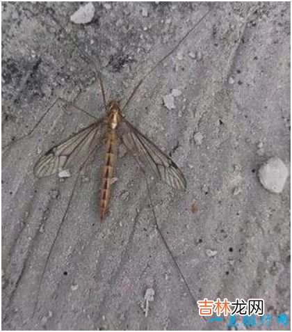 世界上最大的蚊子，华丽巨蚊体长3.5厘米，不吸血却爱吃其他蚊虫