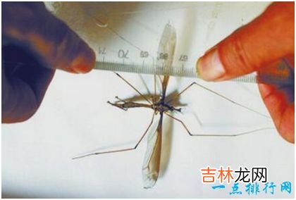 世界上最大的蚊子，华丽巨蚊体长3.5厘米，不吸血却爱吃其他蚊虫