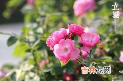 生肖猪人出生在立夏节气命运如何？立夏挂蛋的传说