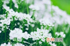 2020立夏出生的男孩命理解析，立夏是公历什么时候？