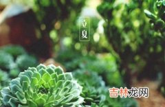 立夏之后是什么节气？生肖属鼠的人立夏节气出生命运好不好？