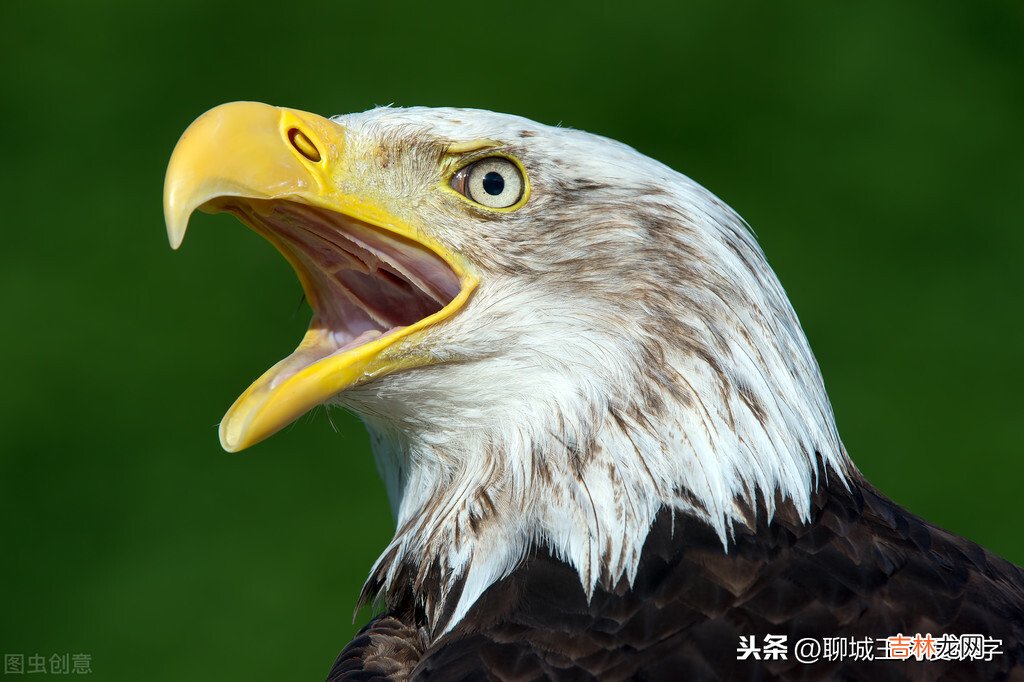 暴戾的读音 暴戾什么意思