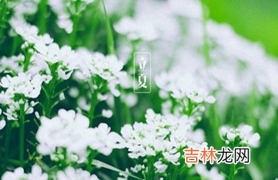 2020年立夏节气未时出生的宝宝命好不好，五行分析