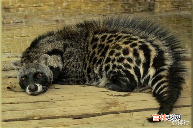 非洲十大神奇动物 排名第一的是疣猴