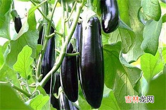 茄子和牛奶能一起吃吗