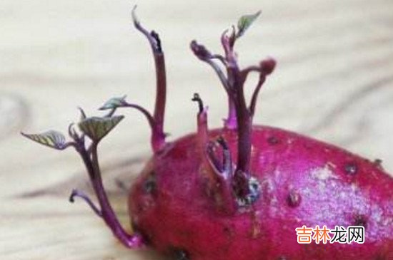 紫薯刚发芽了还能吃吗