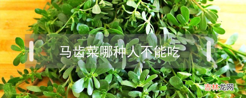 马齿菜哪种人不能吃?