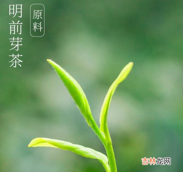 竹叶青属于什么茶